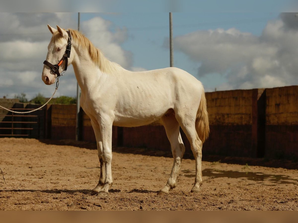 Andalusier Hengst 3 Jahre 160 cm Cremello in Caceres