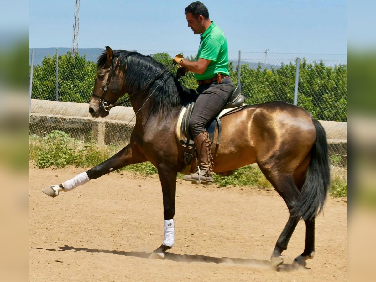 Andalusier Hengst 3 Jahre 161 cm Falbe in Adelschlag