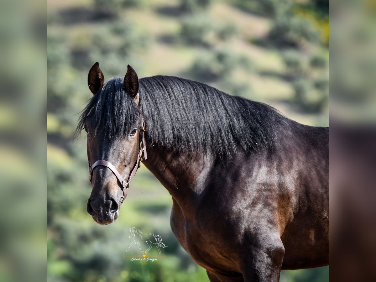 Andalusier Hengst 3 Jahre 162 cm Schwarzbrauner in Malaga