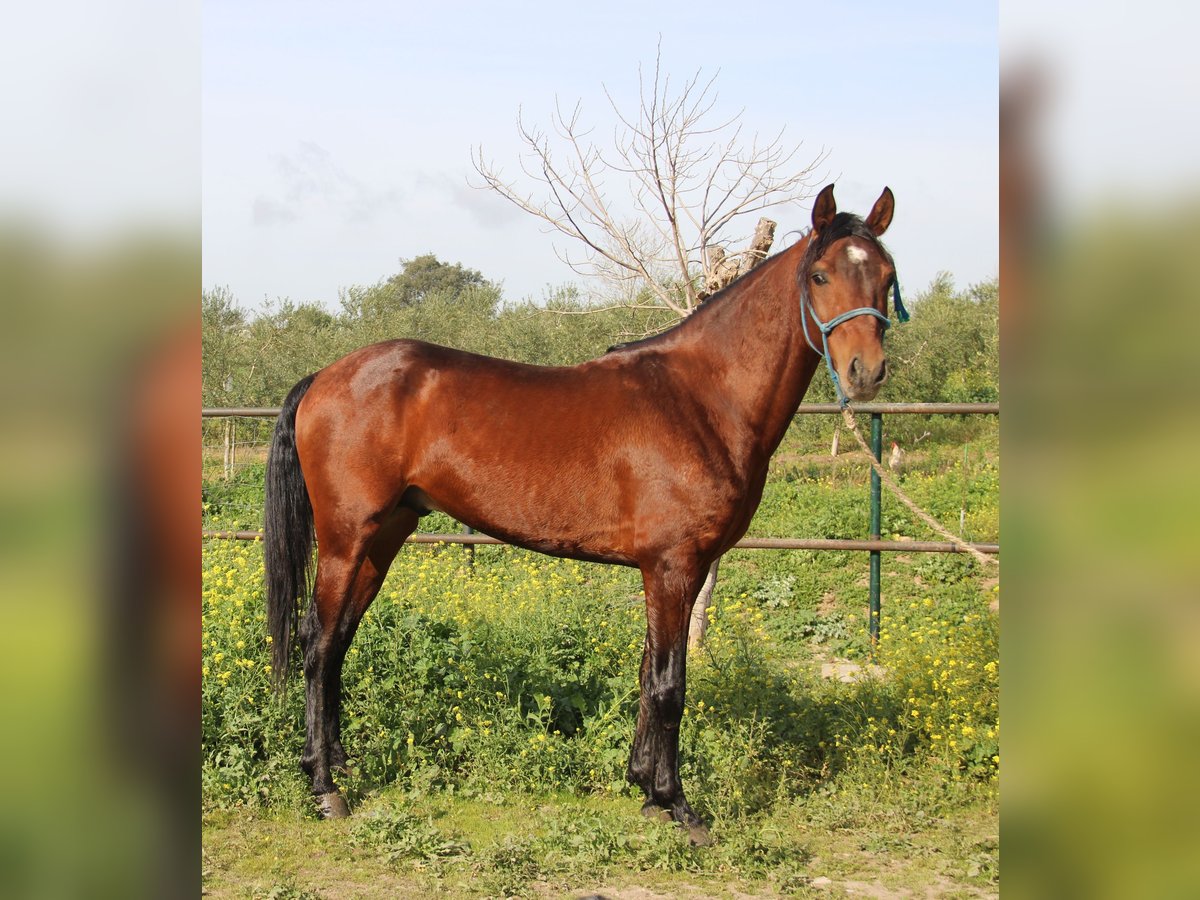 Andalusiër Hengst 4 Jaar 156 cm Bruin in Vejer de la Frontera