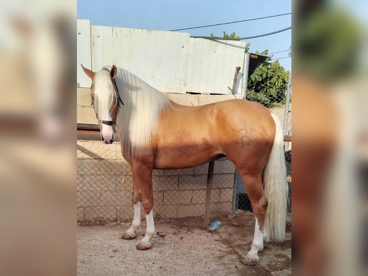 Andalusiër Hengst 4 Jaar 162 cm Palomino in Aachen
