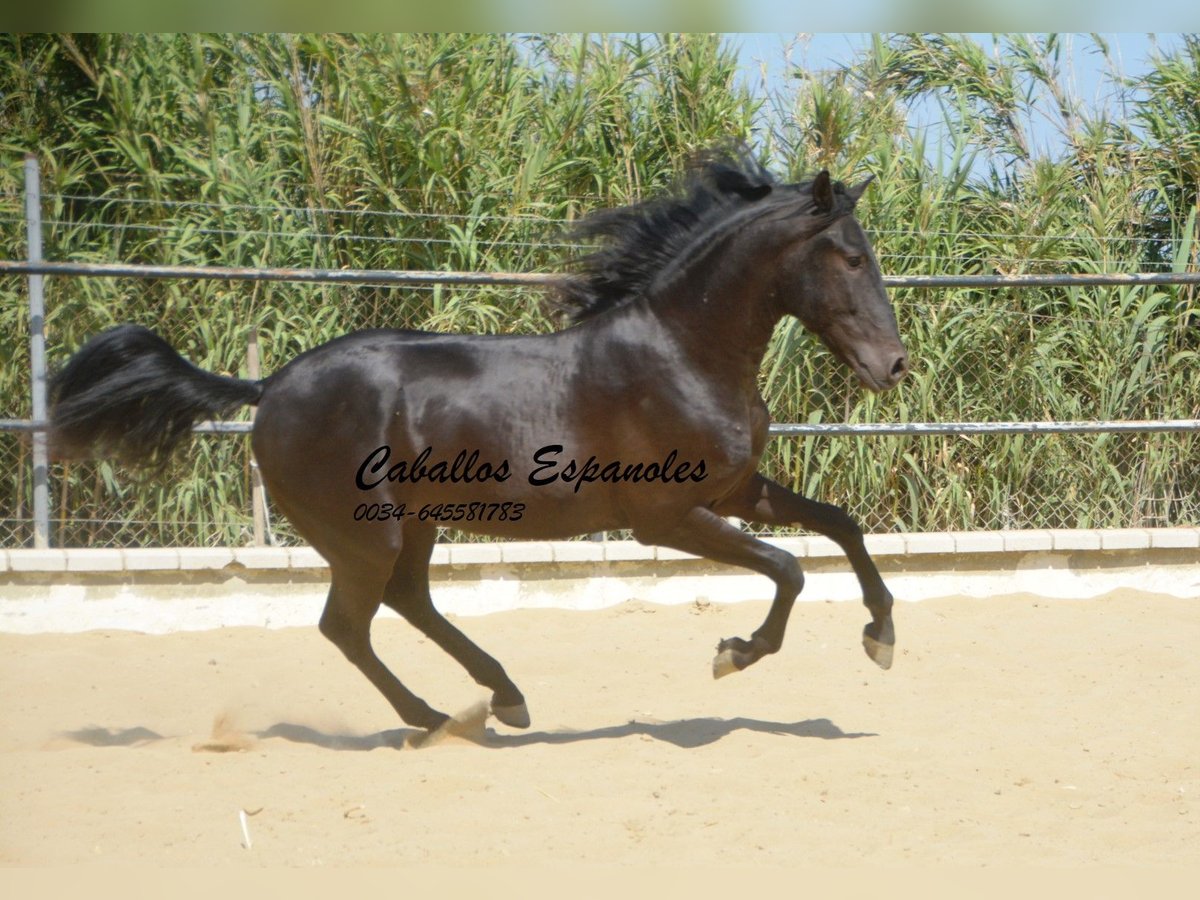 Andalusiër Hengst 4 Jaar 164 cm Zwart in Vejer de la Frontera