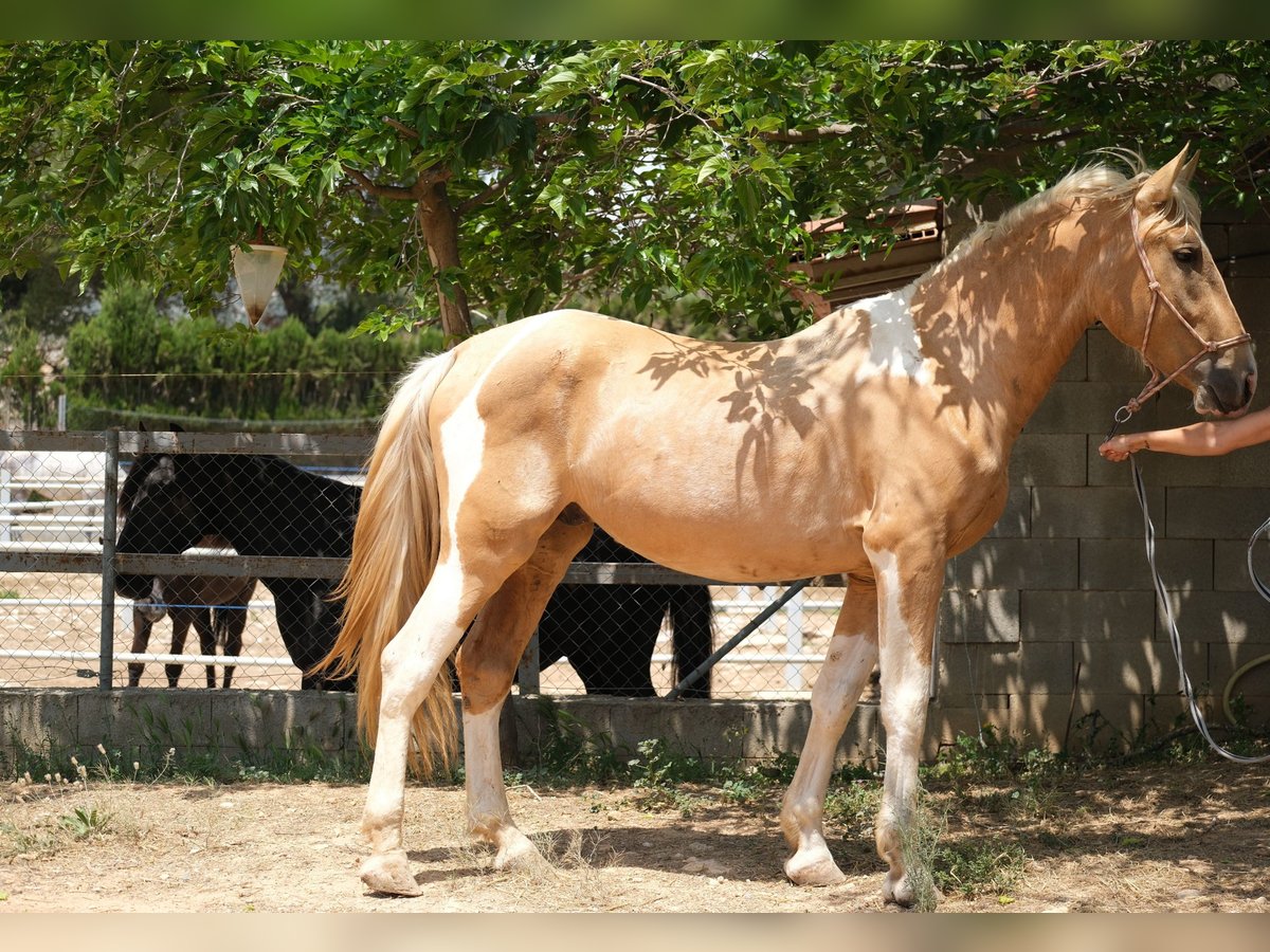 Andalusiër Hengst 4 Jaar 168 cm Gevlekt-paard in Hamburg