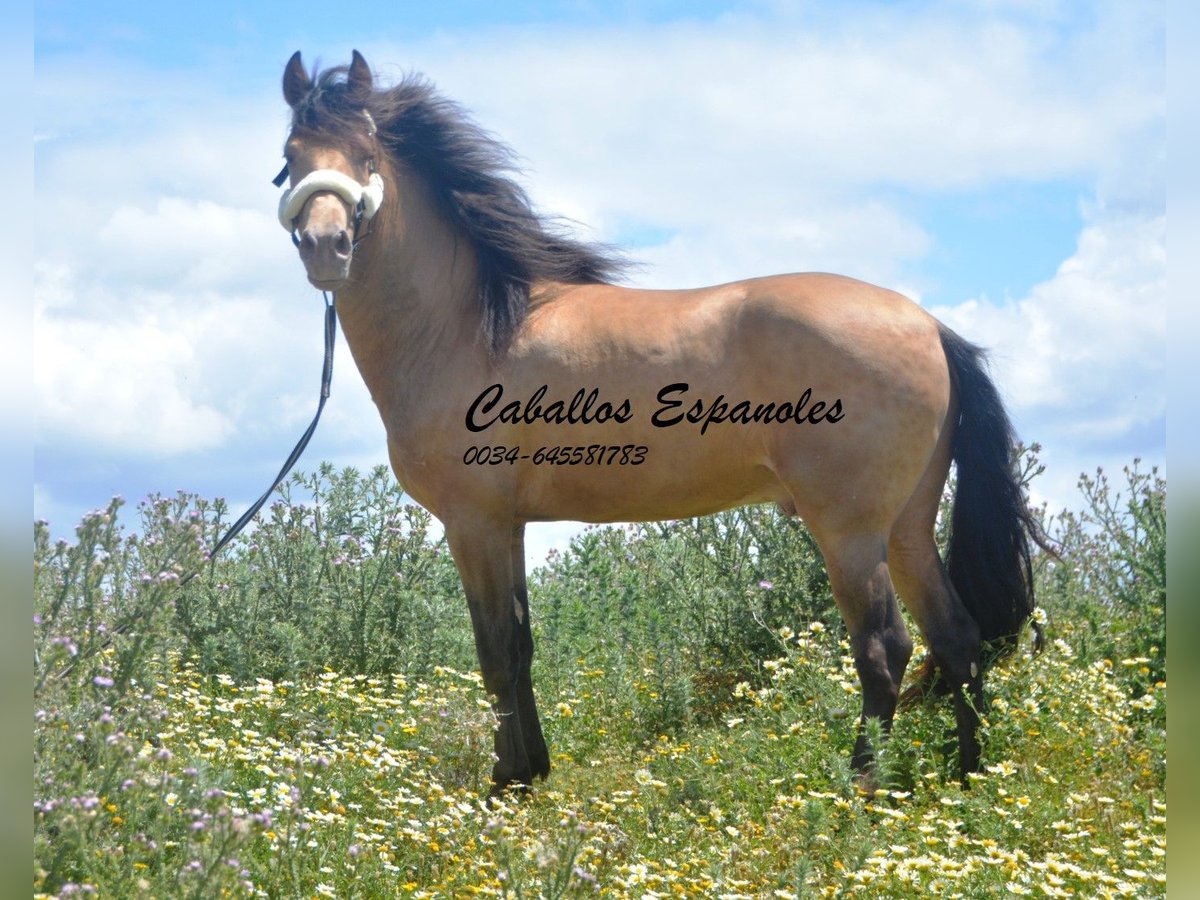 Andalusier Hengst 4 Jahre 158 cm Champagne in Vejer de la Frontera