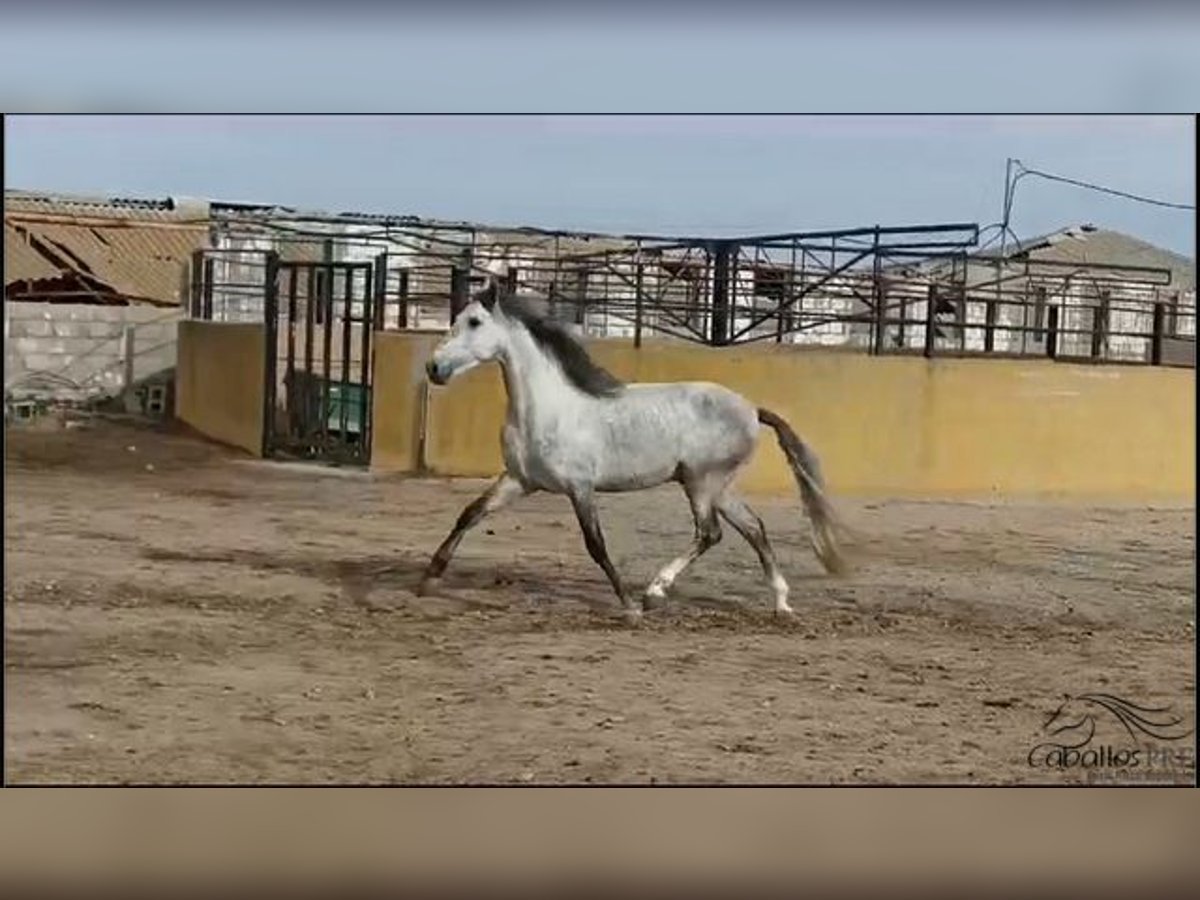 Andalusier Hengst 4 Jahre 163 cm Schimmel in Madrid