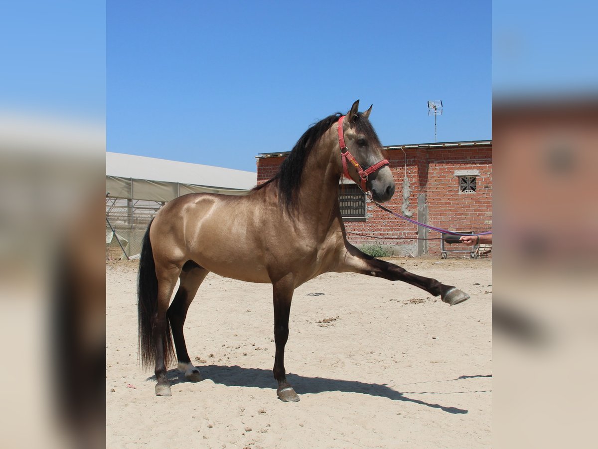 Andalusier Hengst 4 Jahre 165 cm Buckskin in Vejer de la Frontera