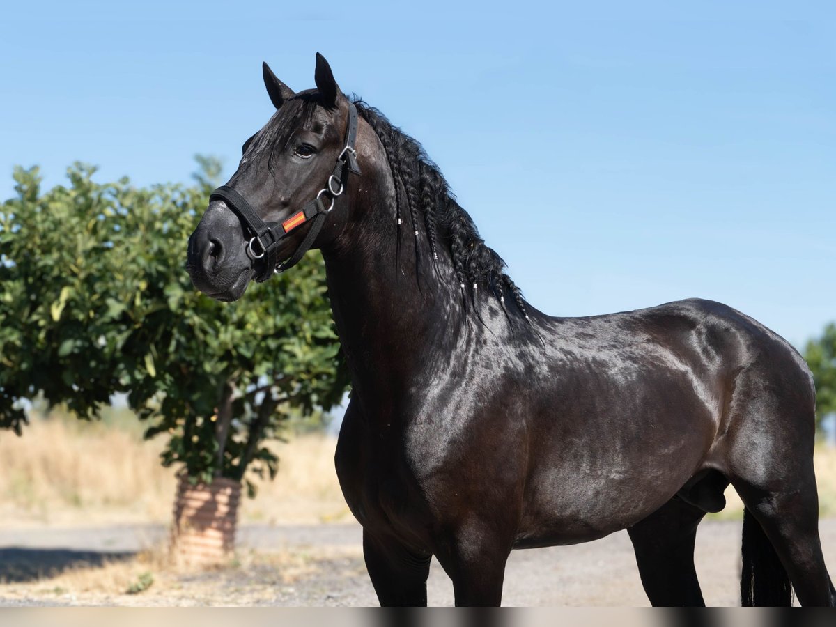 Andalusier Hengst 4 Jahre 165 cm Rappe in Mostoles