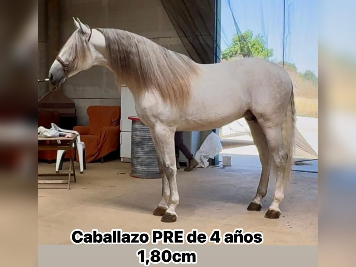 Andalusier Hengst 4 Jahre 180 cm White in Adelfia