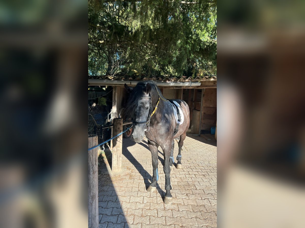 Andalusier Mix Hengst 5 Jahre 158 cm Apfelschimmel in Wagh&#xE4;usel