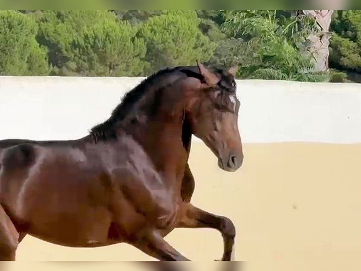 Andalusier Hengst 5 Jahre 161 cm Brauner in Sanlucar