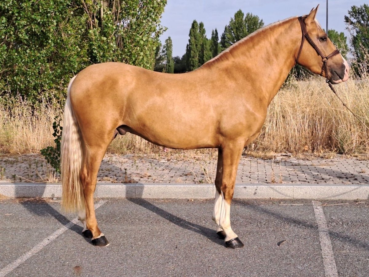 Andalusier Hengst 5 Jahre 163 cm Palomino in Avila