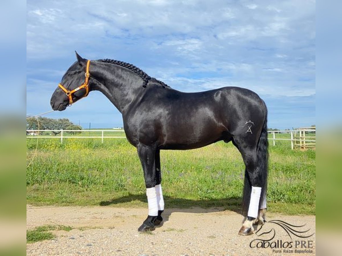 Andalusier Hengst 5 Jahre 166 cm Rappe in Cordoba