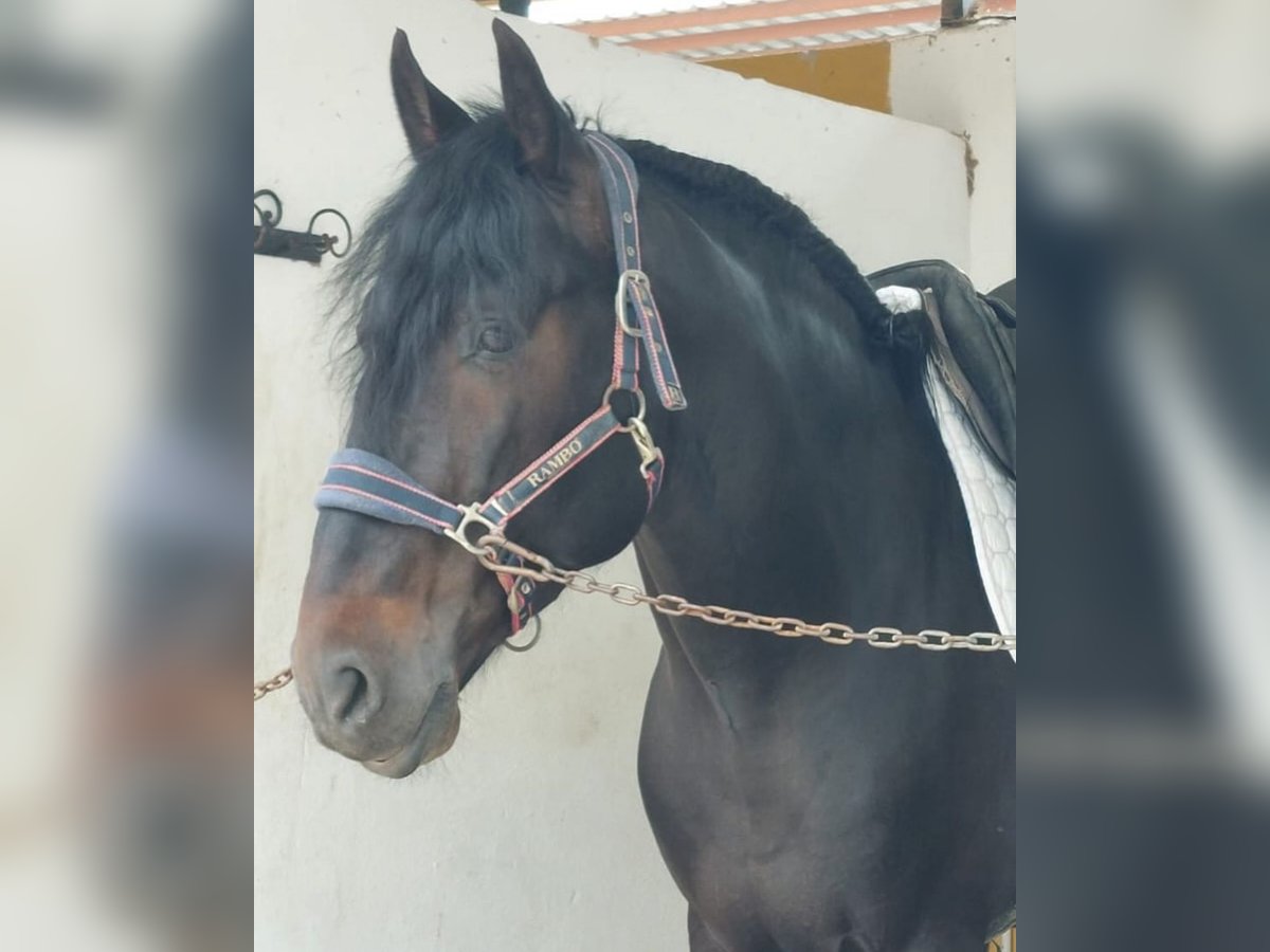 Andalusier Hengst 5 Jahre 168 cm Rappe in Martfeld
