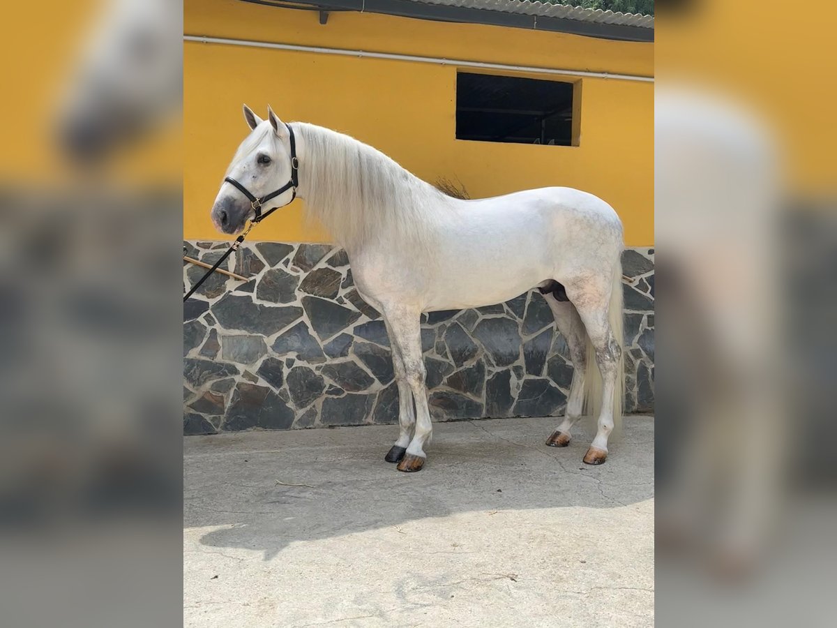 Andalusier Hengst 5 Jahre 168 cm Schimmel in Malaga
