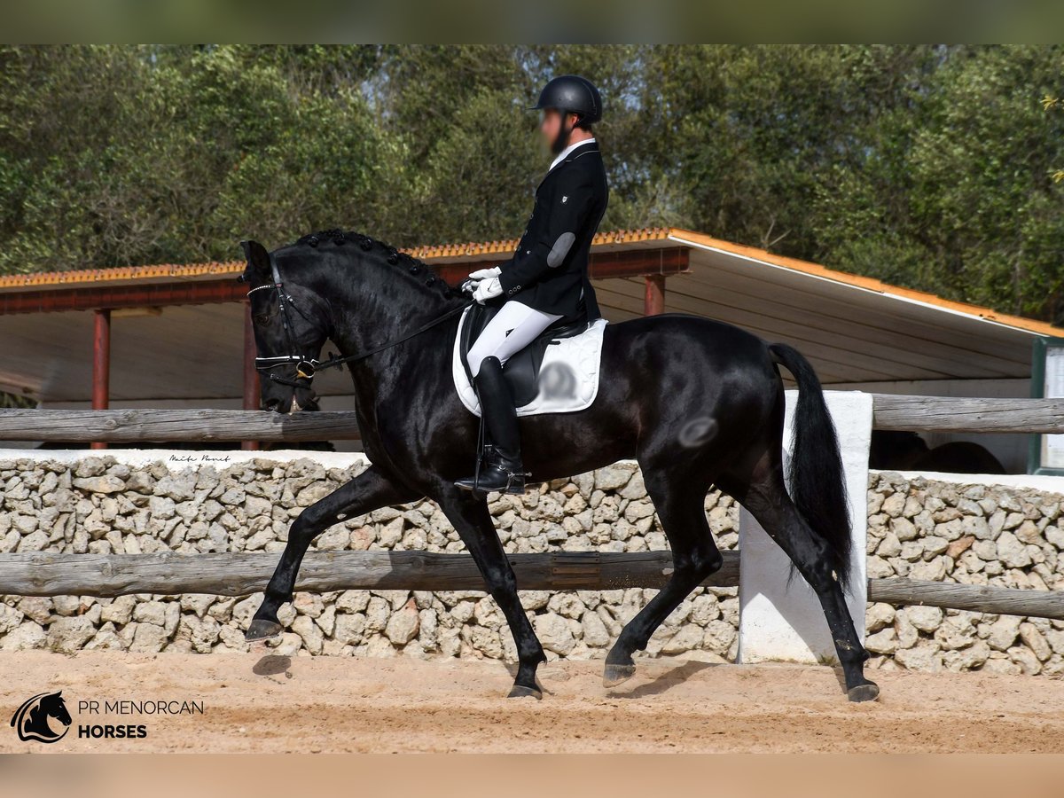 Andalusier Hengst 5 Jahre 170 cm Rappe in Menorca