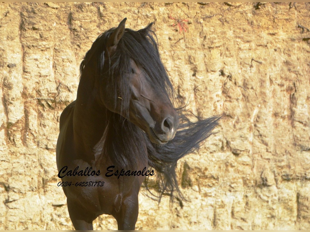 Andalusiër Hengst 6 Jaar 157 cm Zwartbruin in Vejer de la Frontera