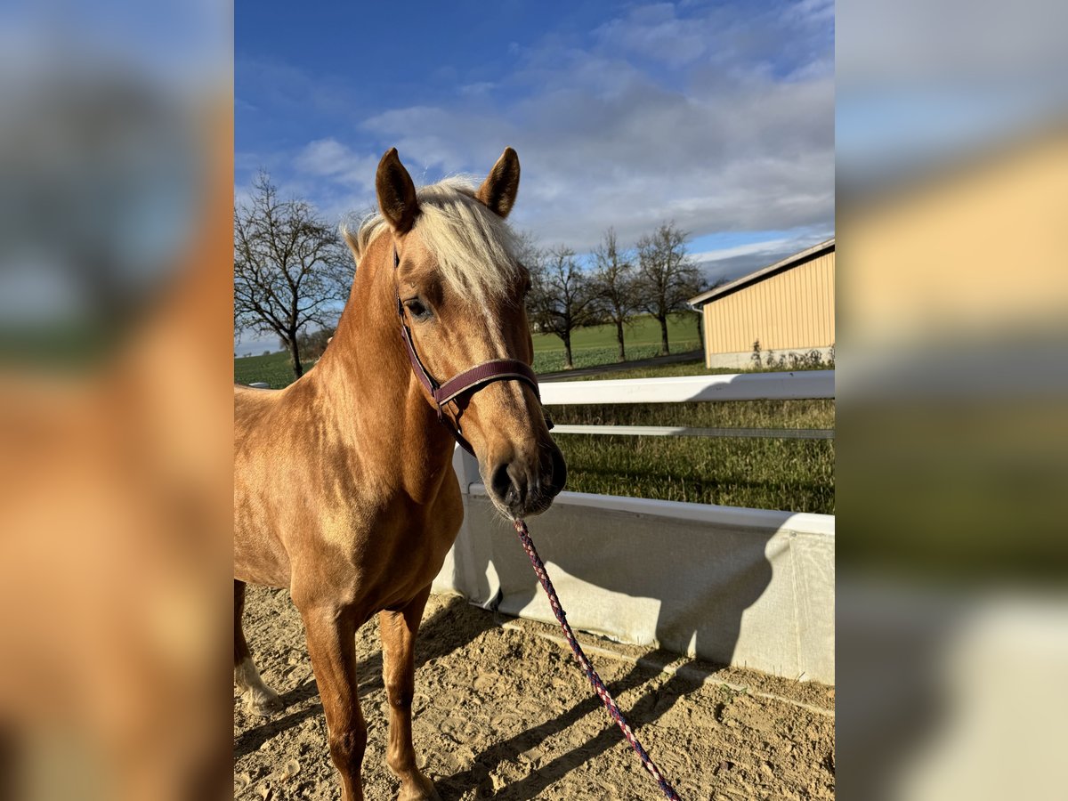 Andalusiër Hengst 6 Jaar 163 cm Palomino in Schrozberg