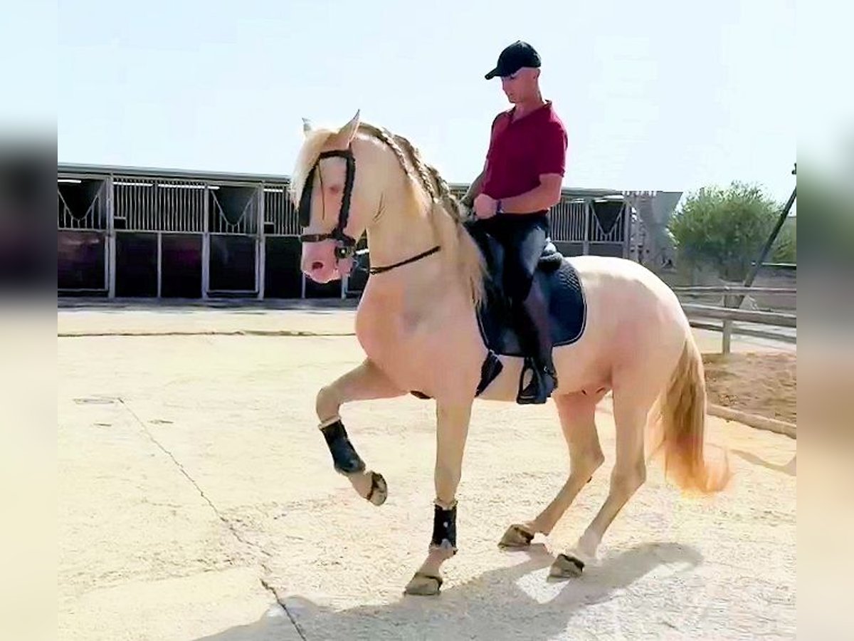 Andalusier Hengst 6 Jahre 157 cm Cremello in Sanlucar De Barrameda