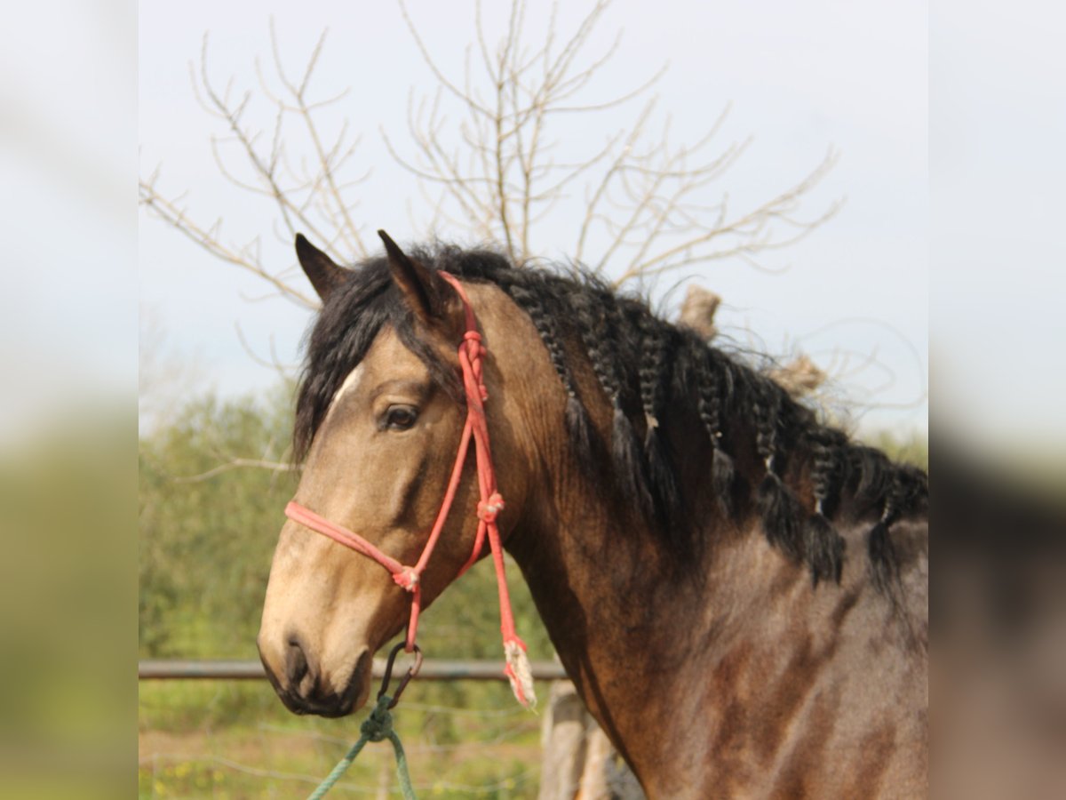 Andalusier, Hengst in Offenburg
