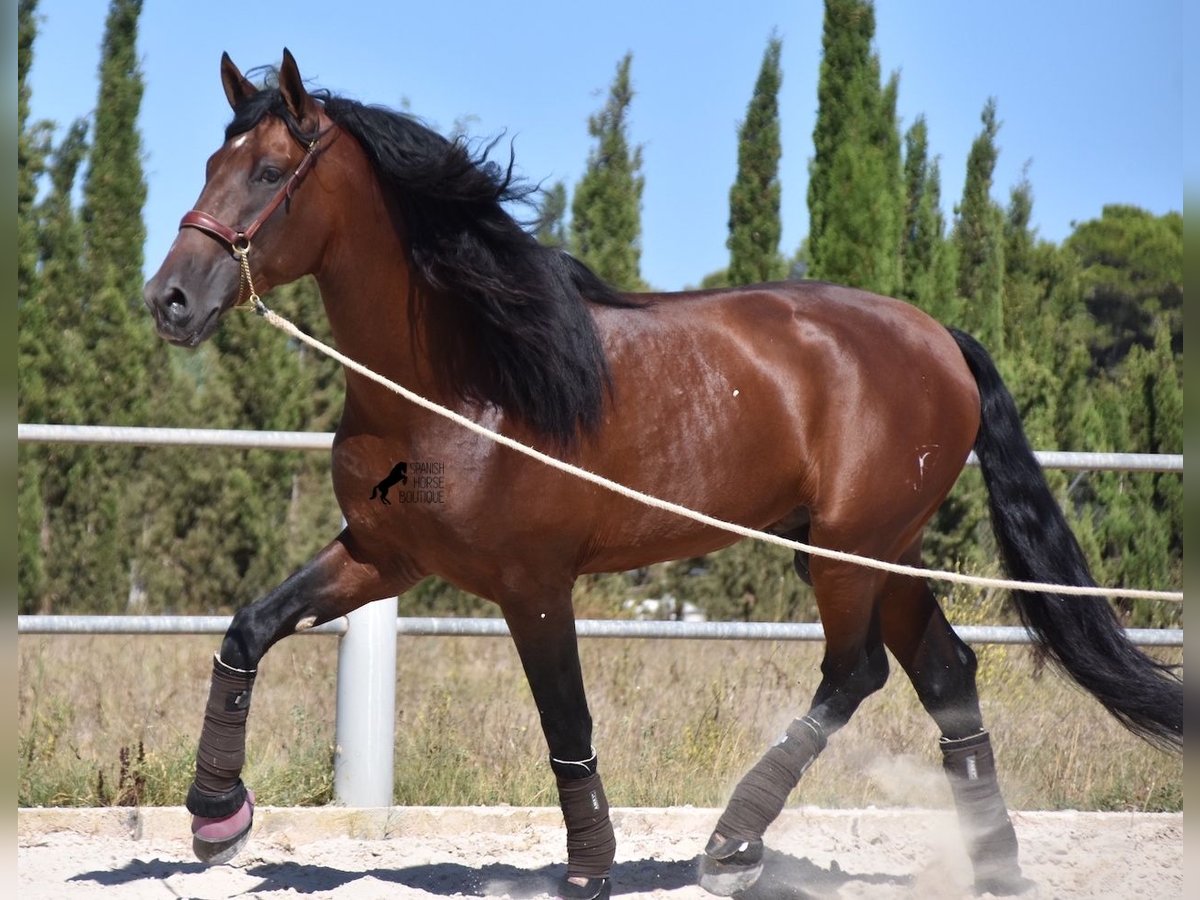 Andalusier Hengst 6 Jahre 179 cm Brauner in Mallorca