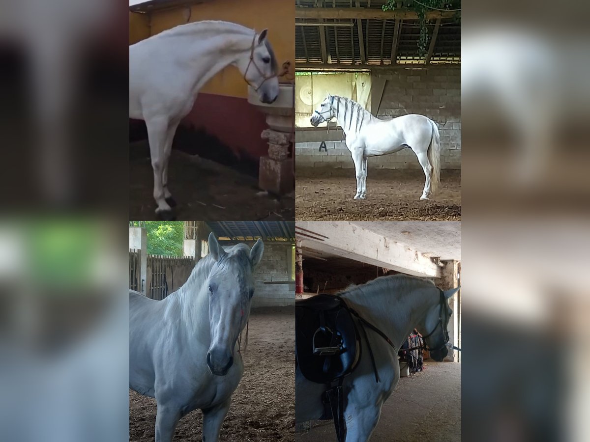 Andalusiër Hengst 7 Jaar 163 cm Schimmel in Solbiate Con Cagno