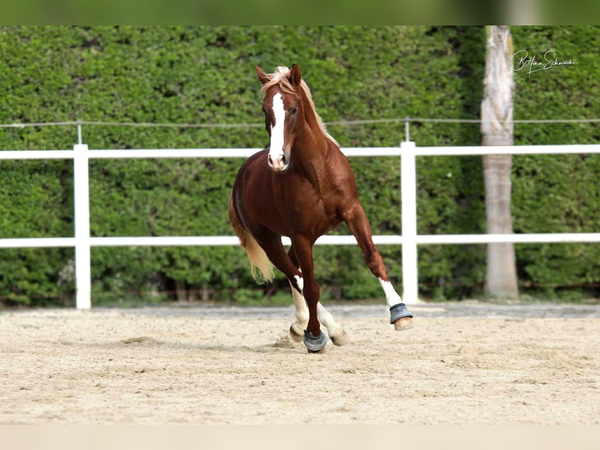 Andalusier Hengst 7 Jahre 155 cm Dunkelfuchs in Malaga