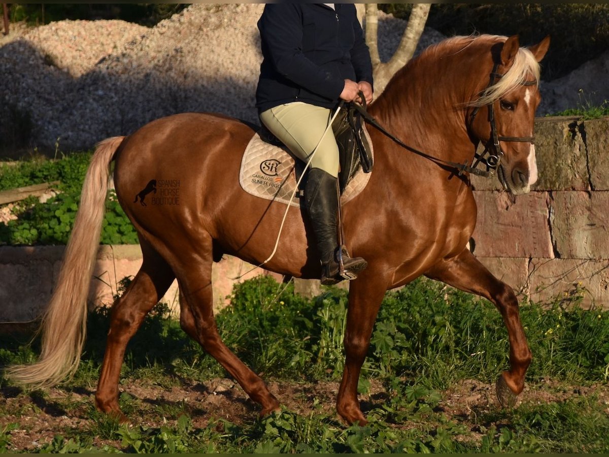 Andalusier Hengst 7 Jahre 160 cm Palomino in Mallorca
