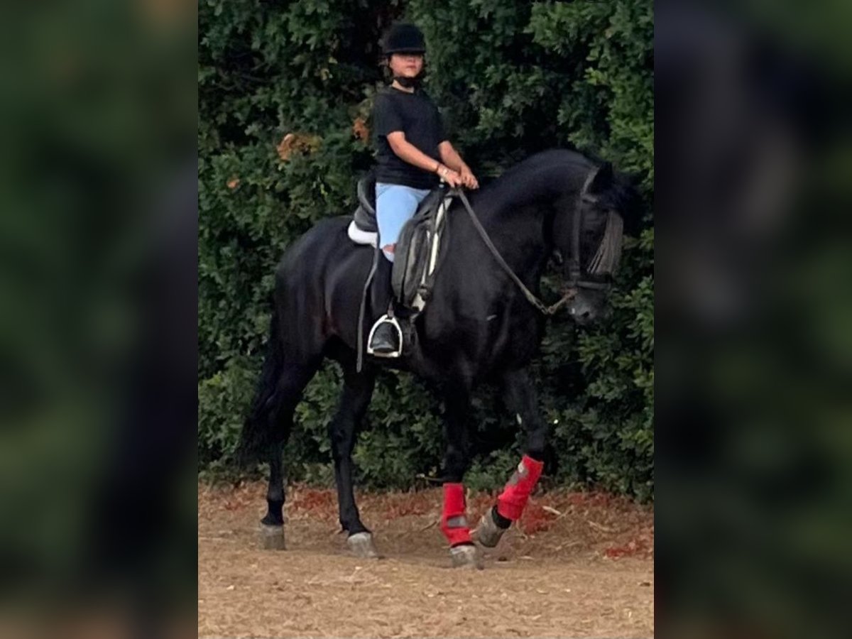 Andalusier Hengst 7 Jahre 160 cm Rappe in Navalcan