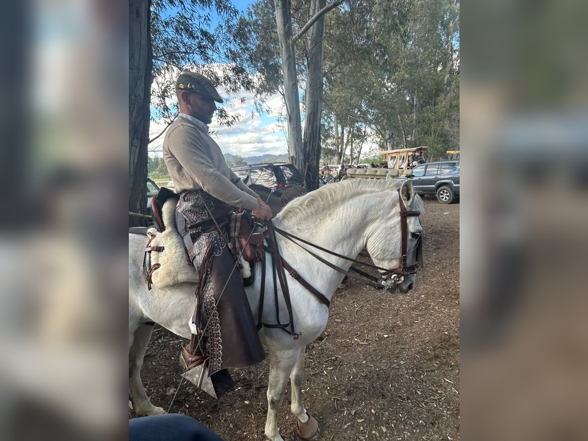 Andalusier Mix Hengst 7 Jahre 160 cm Schimmel in Alhaurin el Grande