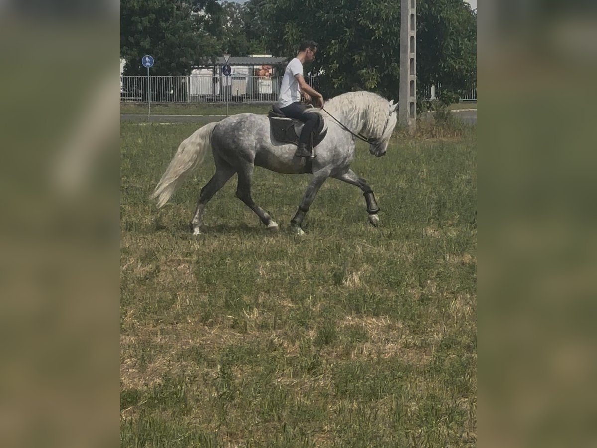 Andalusier Mix Hengst 7 Jahre 160 cm Schimmel in Rechnitz