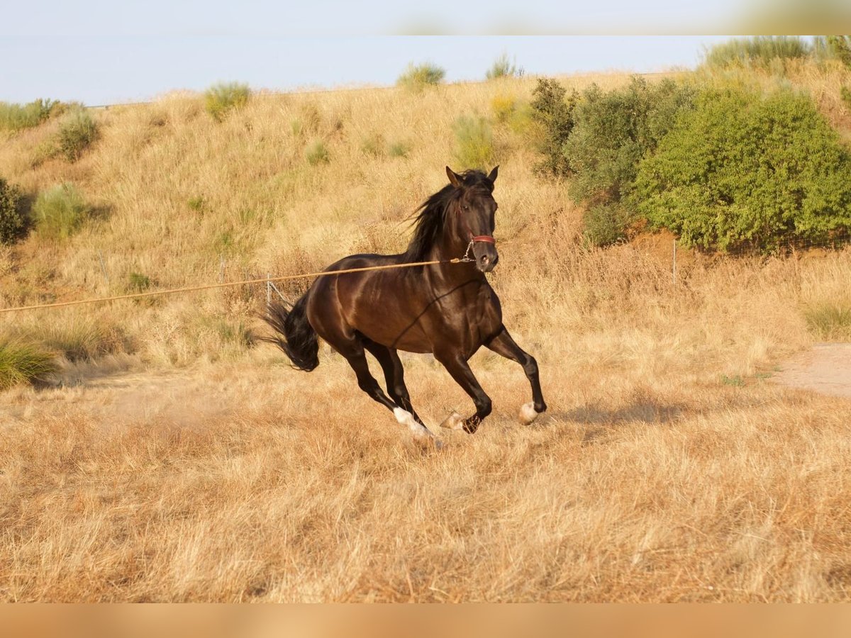Andalusier Hengst 7 Jahre 172 cm Rappe in Arroyo De San Servan