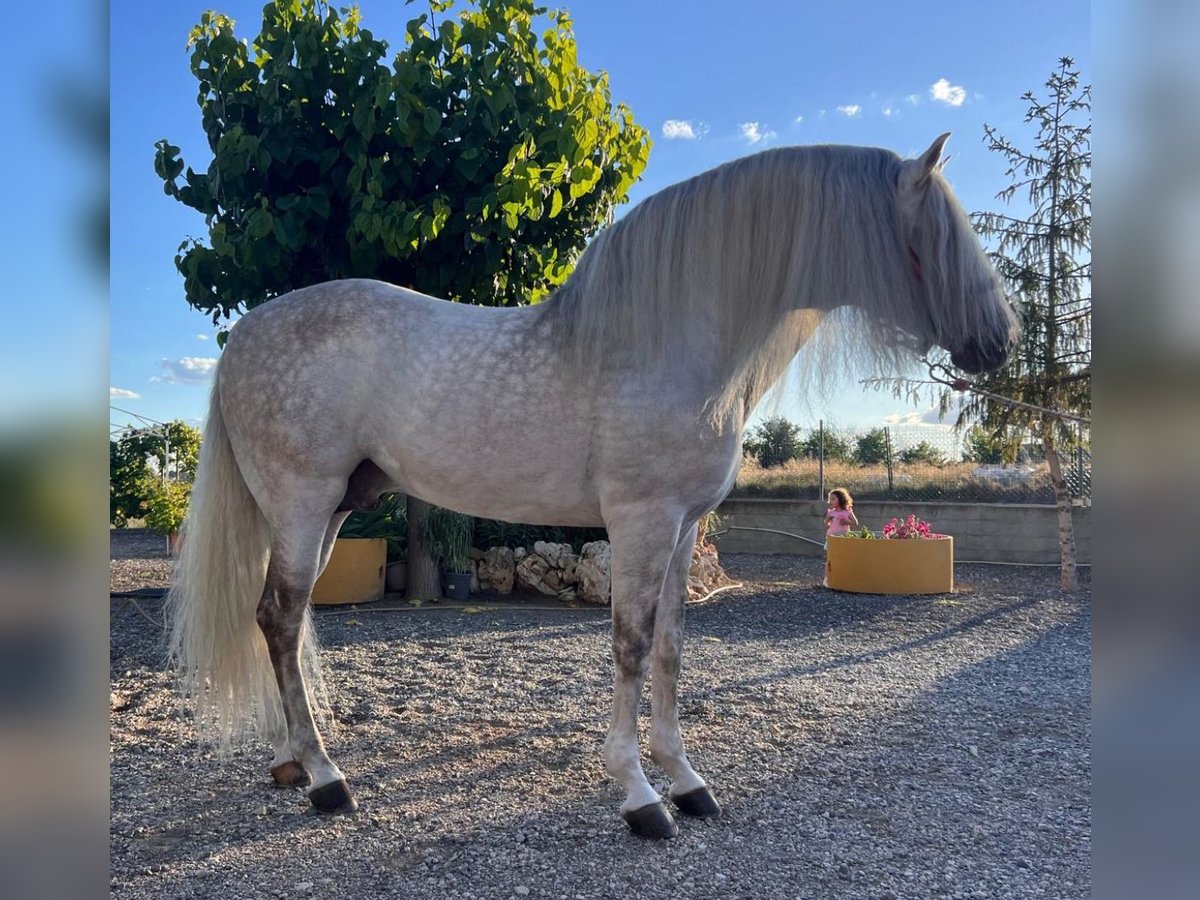 Andalusiër Hengst 8 Jaar 158 cm Appelschimmel in Martfeld