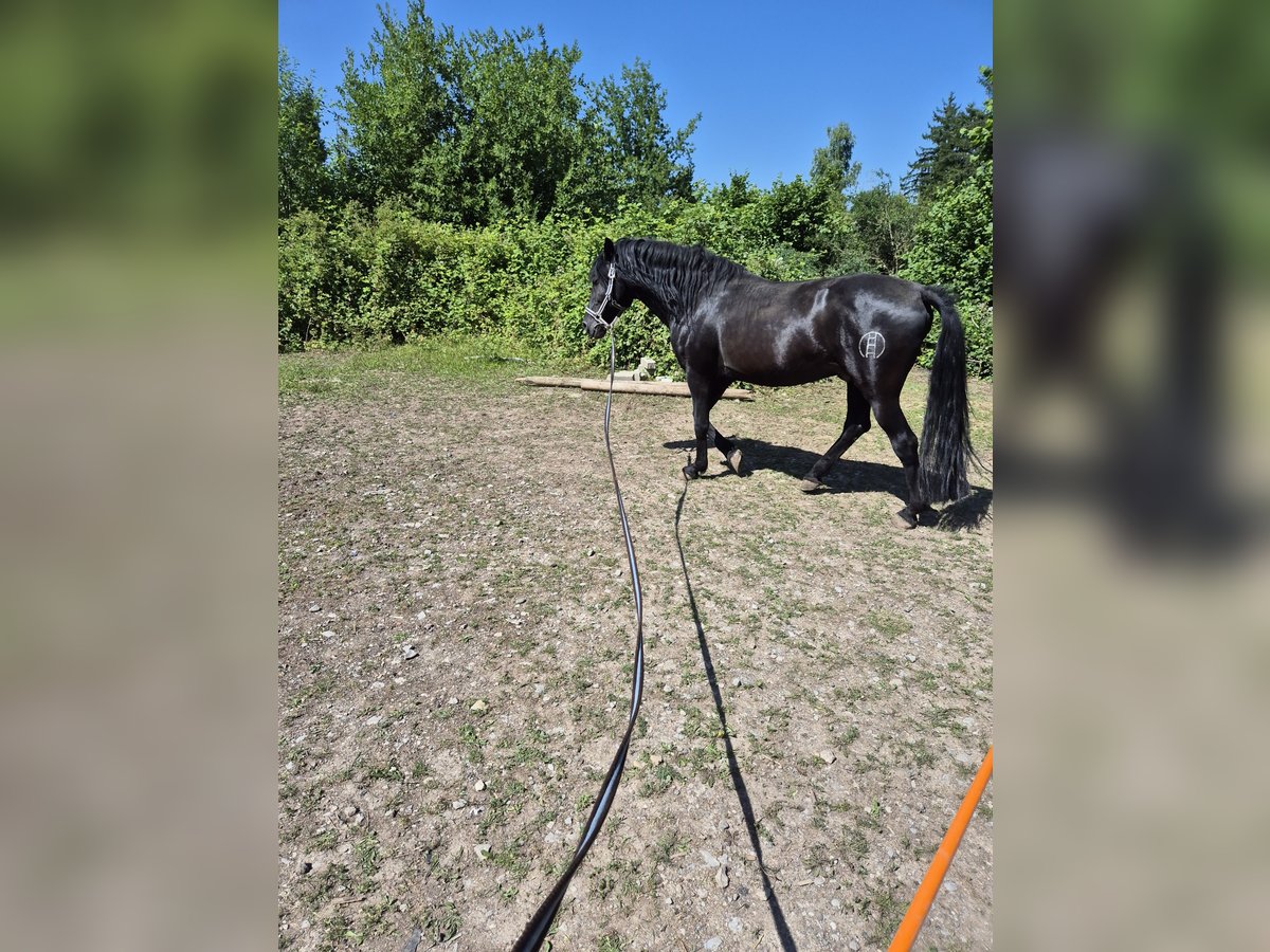 Andalusier Hengst 8 Jahre 158 cm Rappe in Ispringen