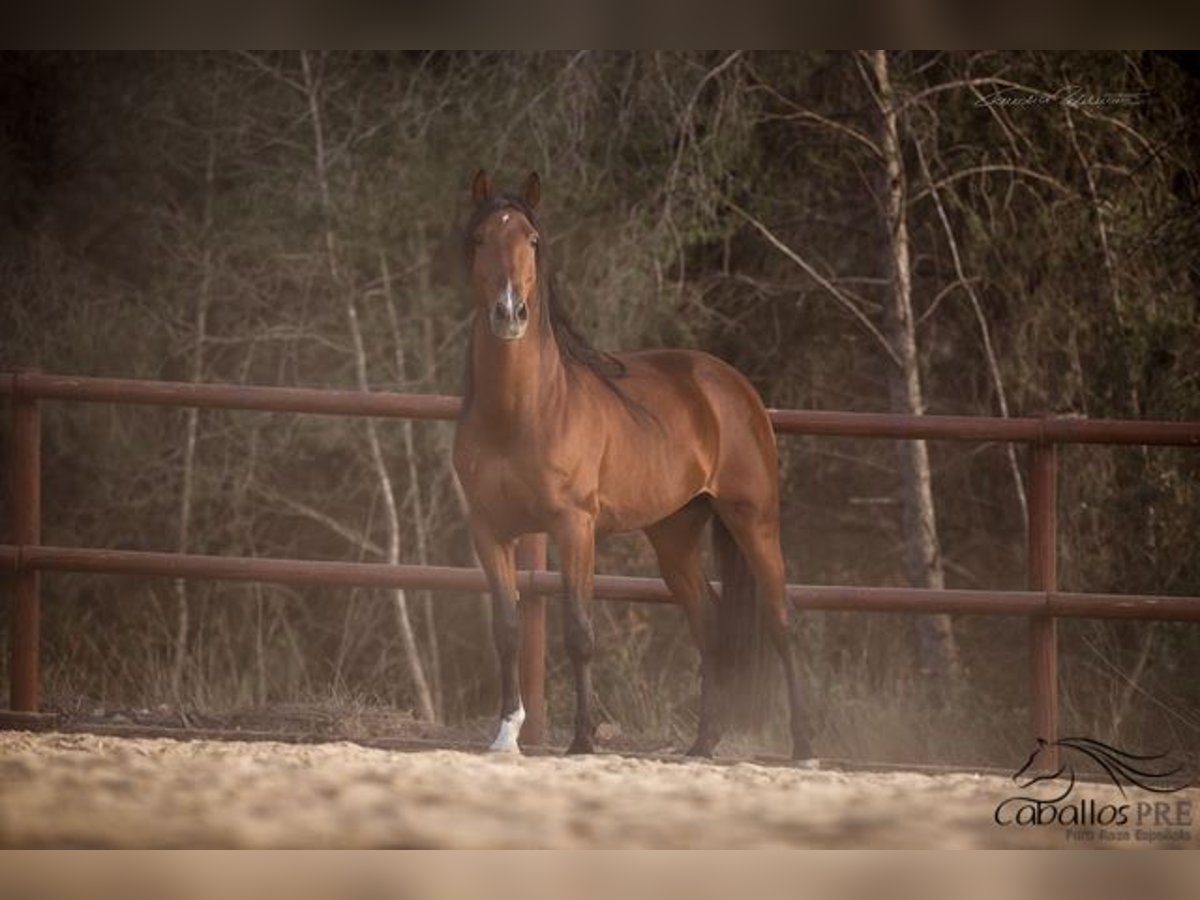 Andalusier Hengst 8 Jahre 168 cm Brauner in Barcelona