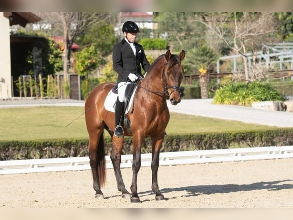 Andalusiër Hengst 9 Jaar Roodbruin in Cadiz