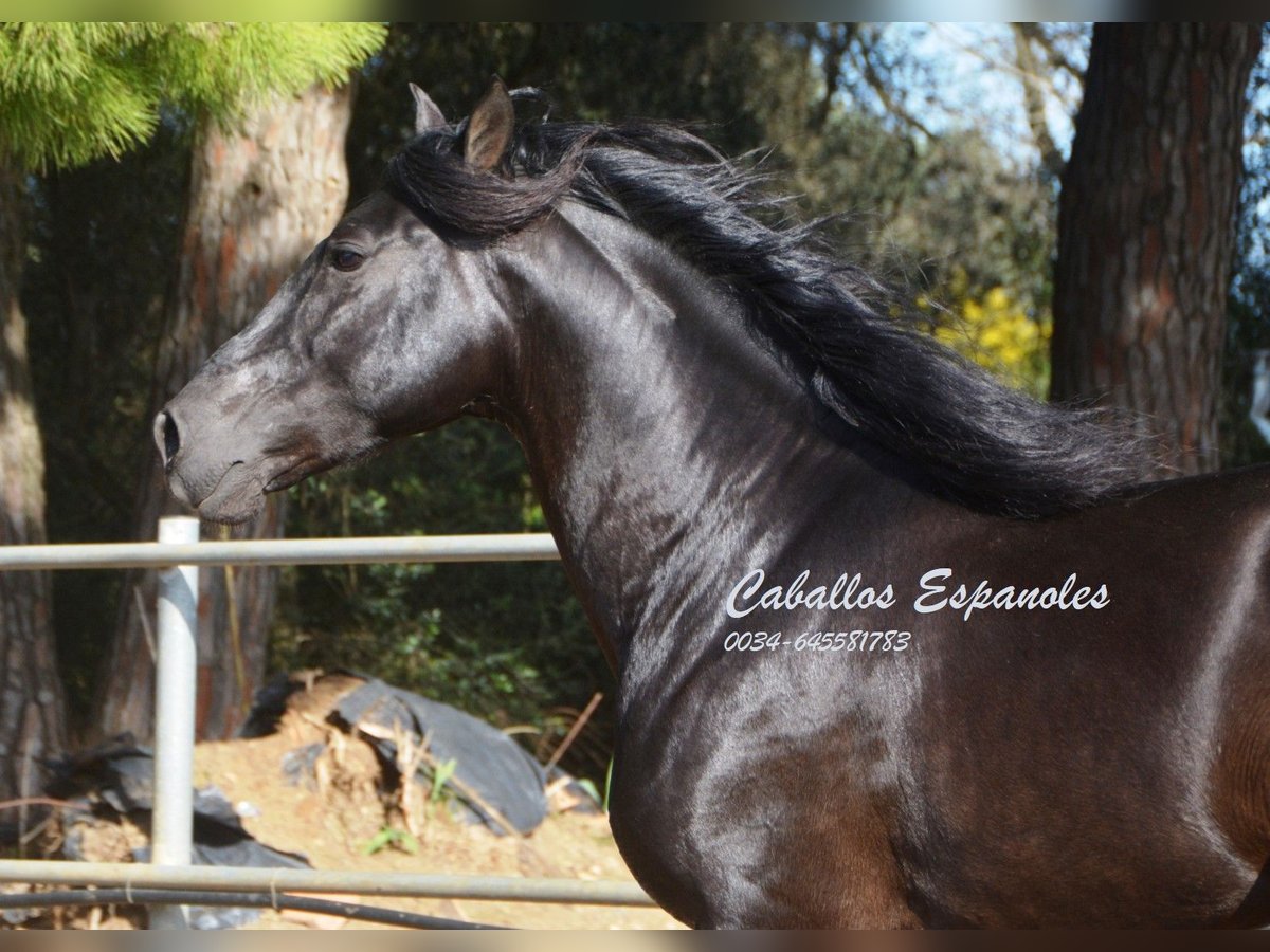 Andalusier Hengst 9 Jahre 158 cm Rappe in Vejer de la Frontera