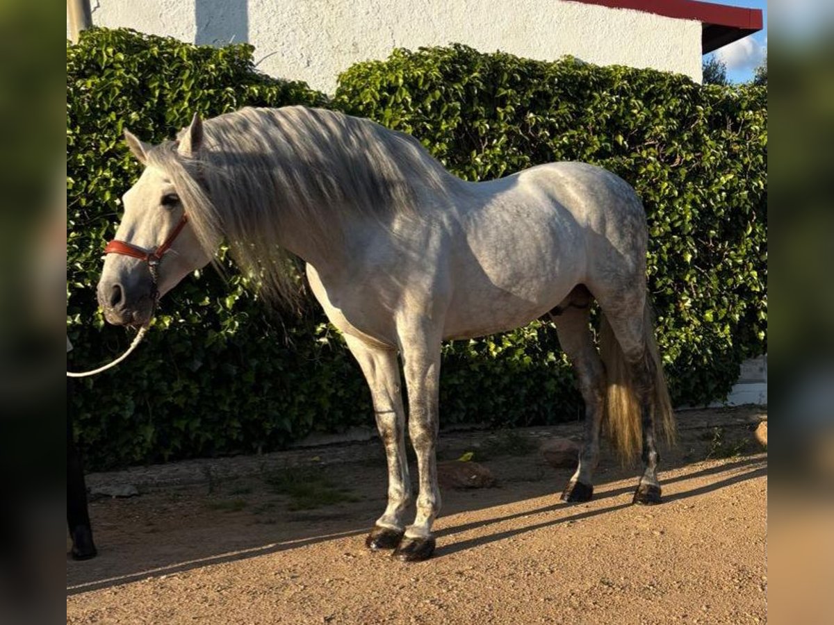 Andalusier Hengst 9 Jahre 164 cm Apfelschimmel in Pozoblanco