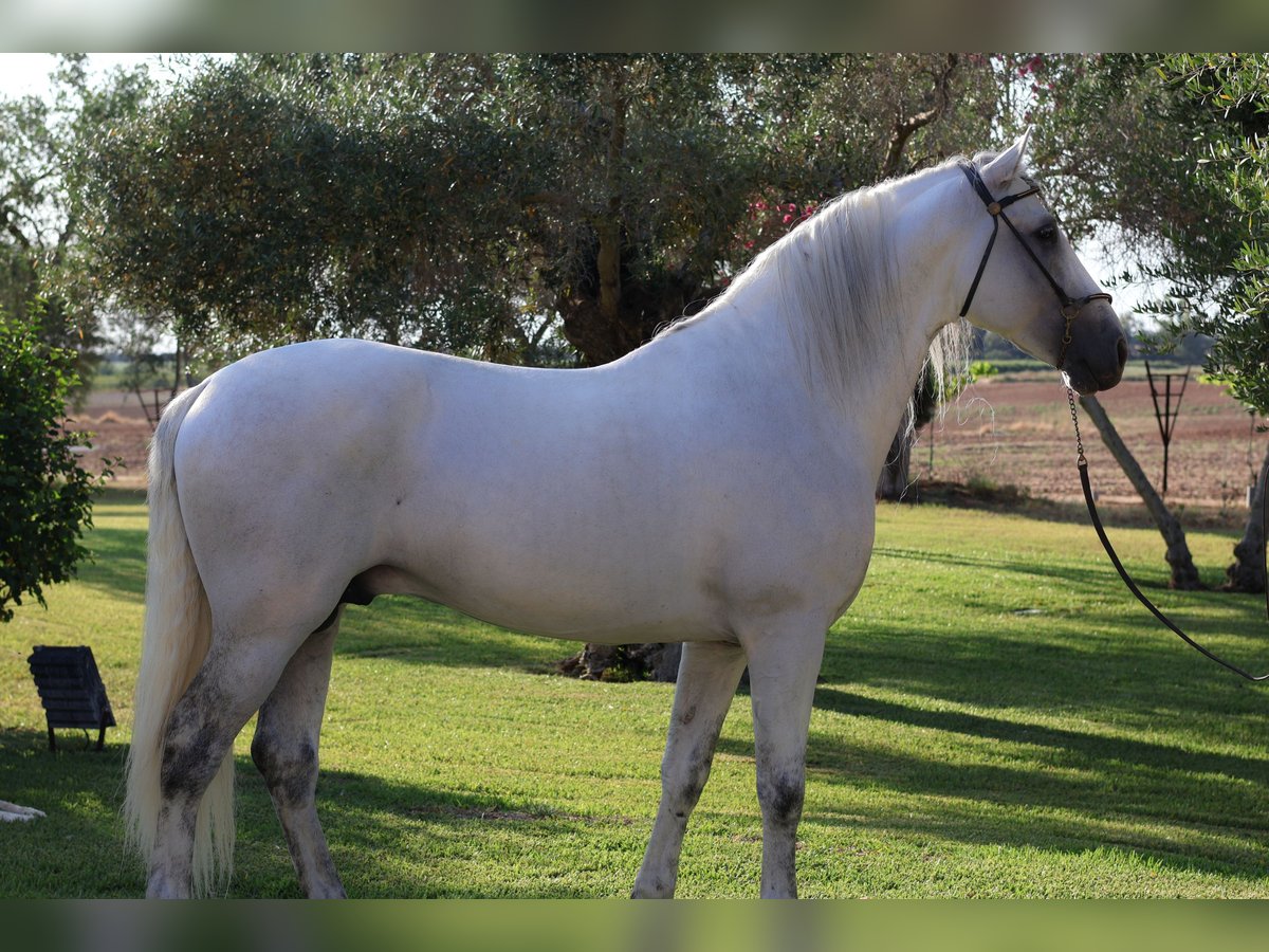 Andalusiër Hengst in Seville