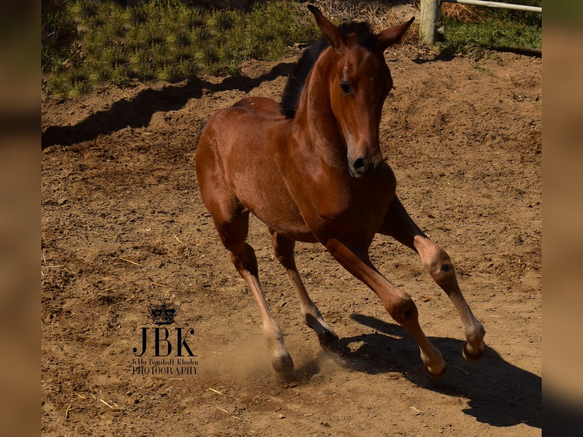 Andalusier Mix Hengst Fohlen (05/2025) 163 cm Brauner in Tabernas Almeria