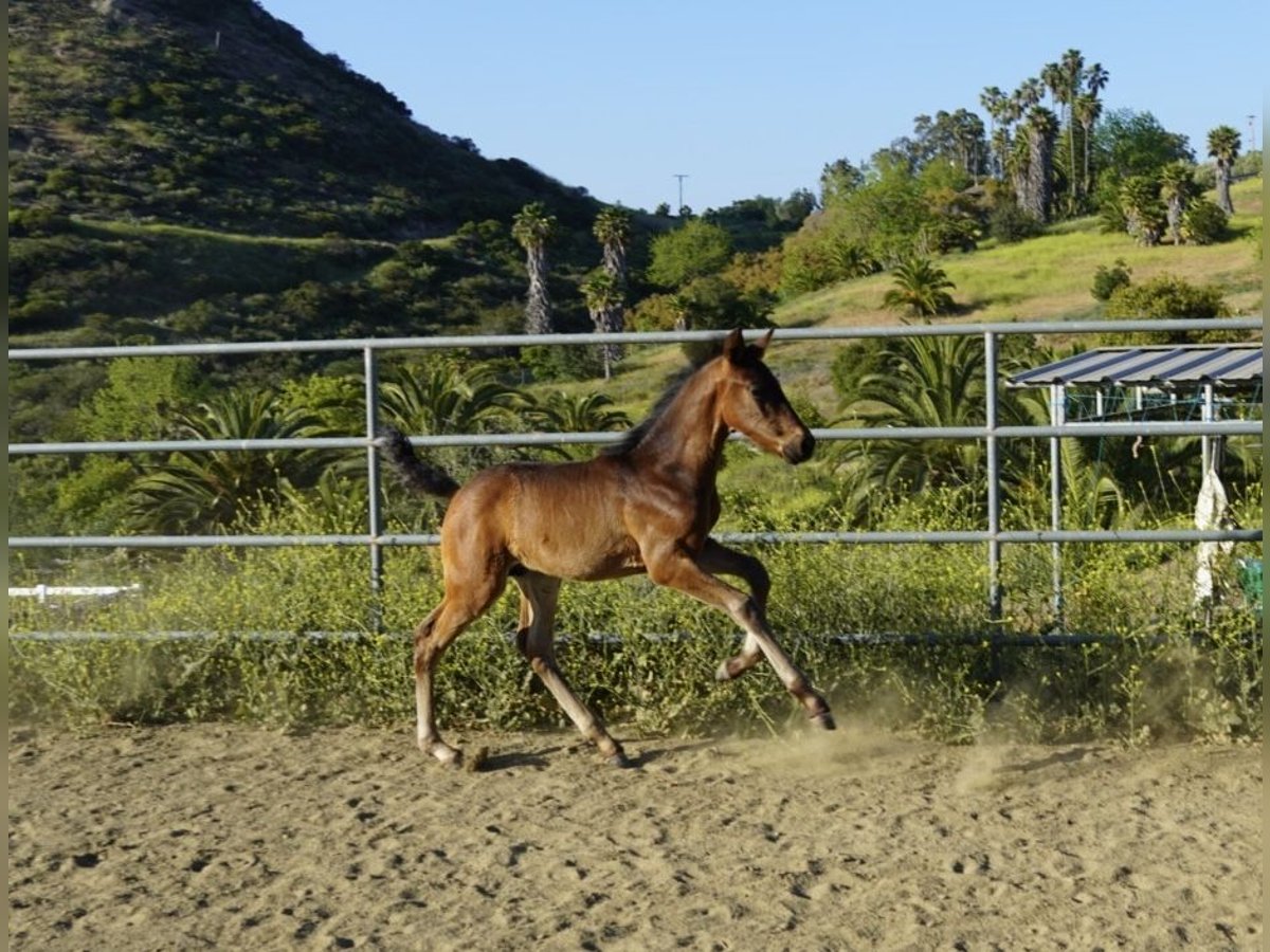 Andalusier Hengst  163 cm Dunkelbrauner in Fallbrook