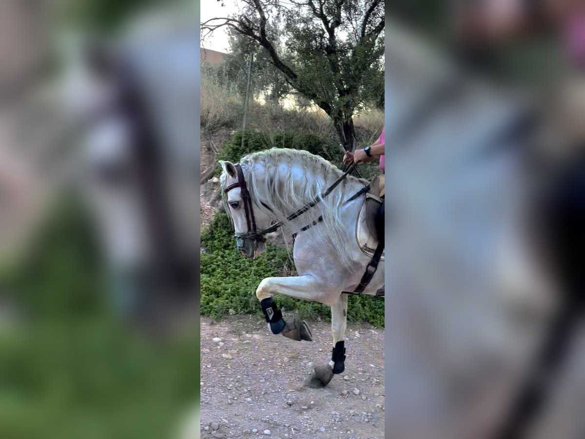 Andalusier Hingst 13 år 164 cm Kan vara vit in Granada