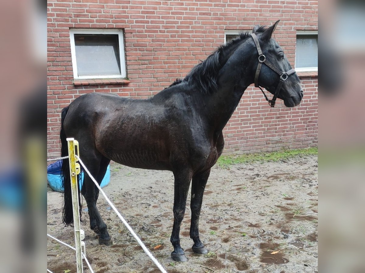 Andalusier Hingst 14 år 155 cm Svart in Bad Zwischenahn