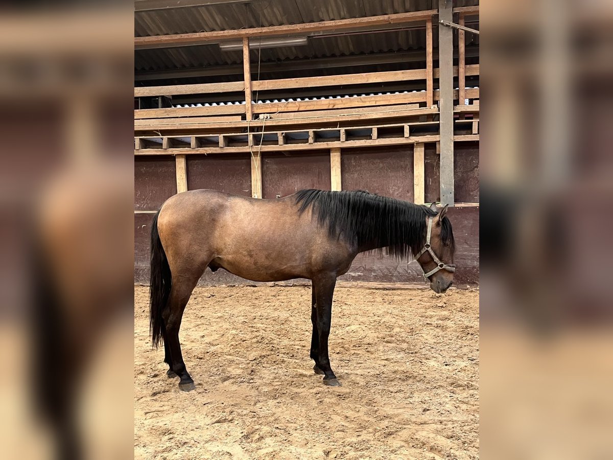 Andalusier Hingst 2 år 155 cm Braunfalbschimmel in Assesse