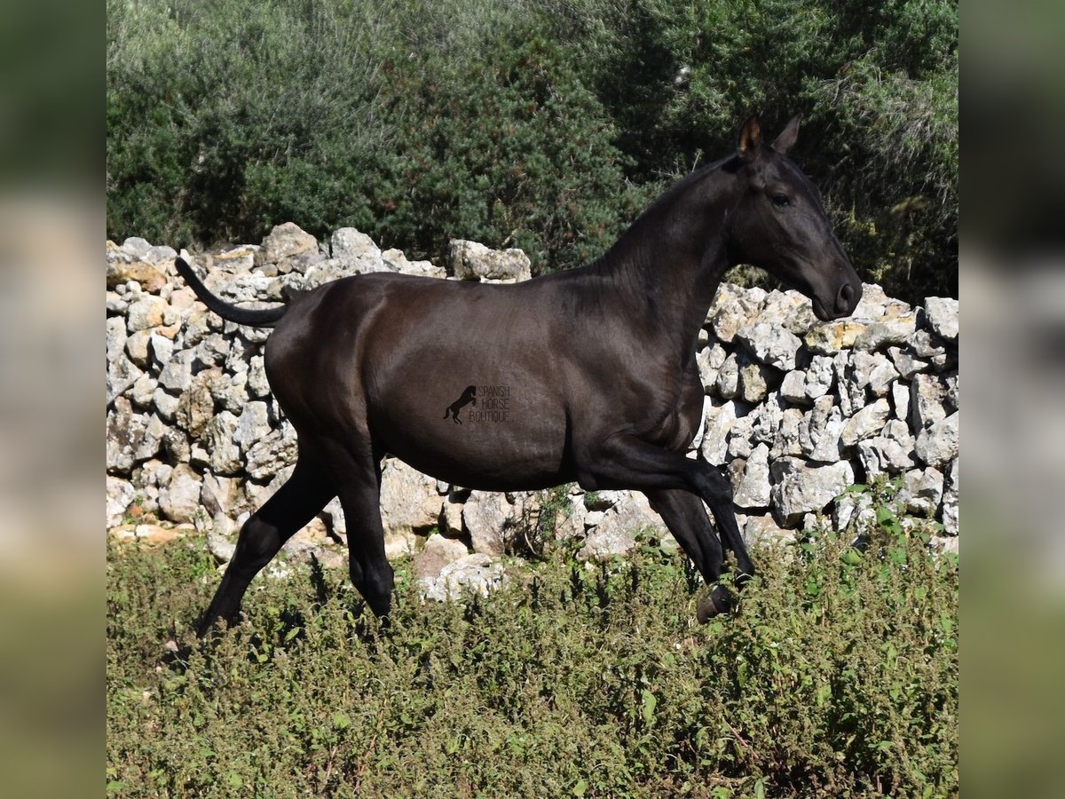Andalusier Hingst 2 år 157 cm Svart in Menorca