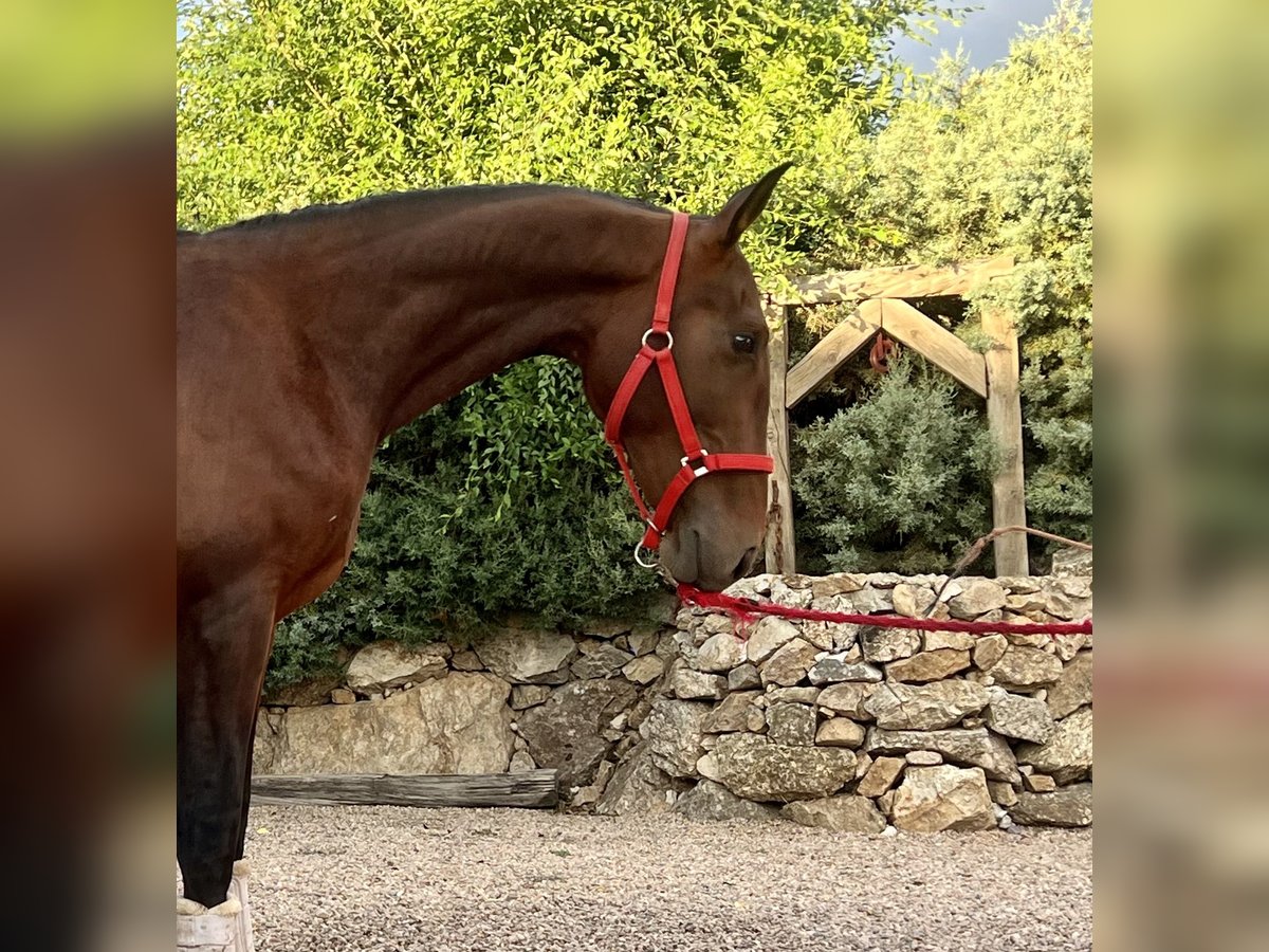 Andalusier Hingst 2 år 162 cm Brun in Espirdo