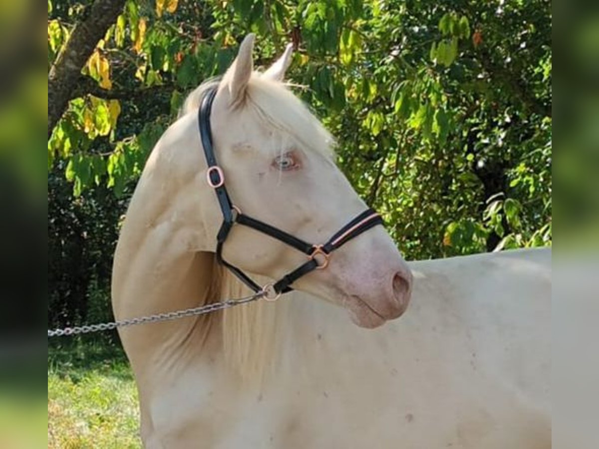 Andalusier Hingst 3 år 154 cm Cremello in Schrozberg