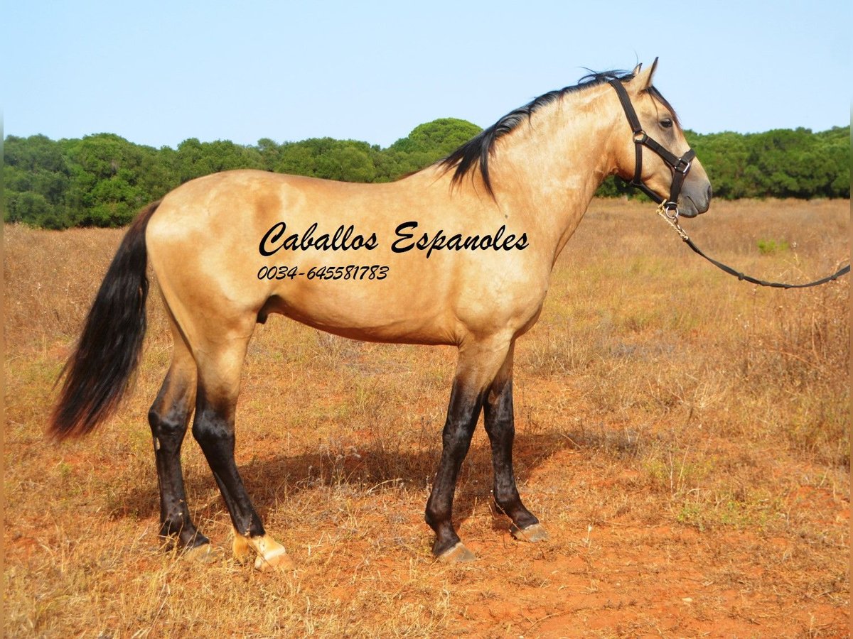 Andalusier Hingst 3 år 156 cm Gulbrun in Vejer de la Frontera