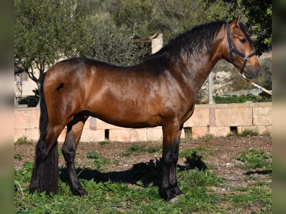 Andalusier Hingst 4 år 166 cm Black in Mallorca