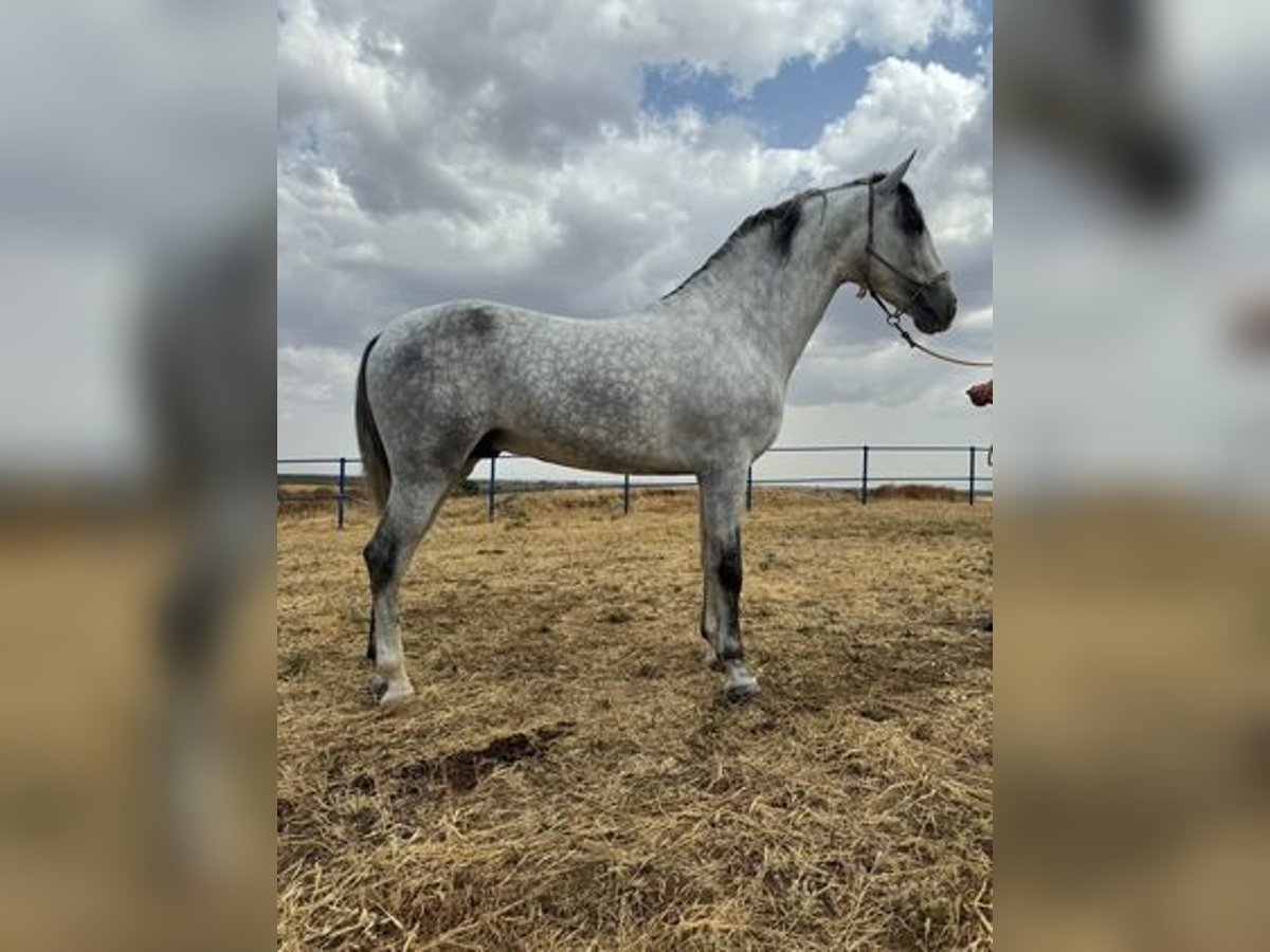 Andalusier Hingst 4 år 168 cm Grå in Badajoz