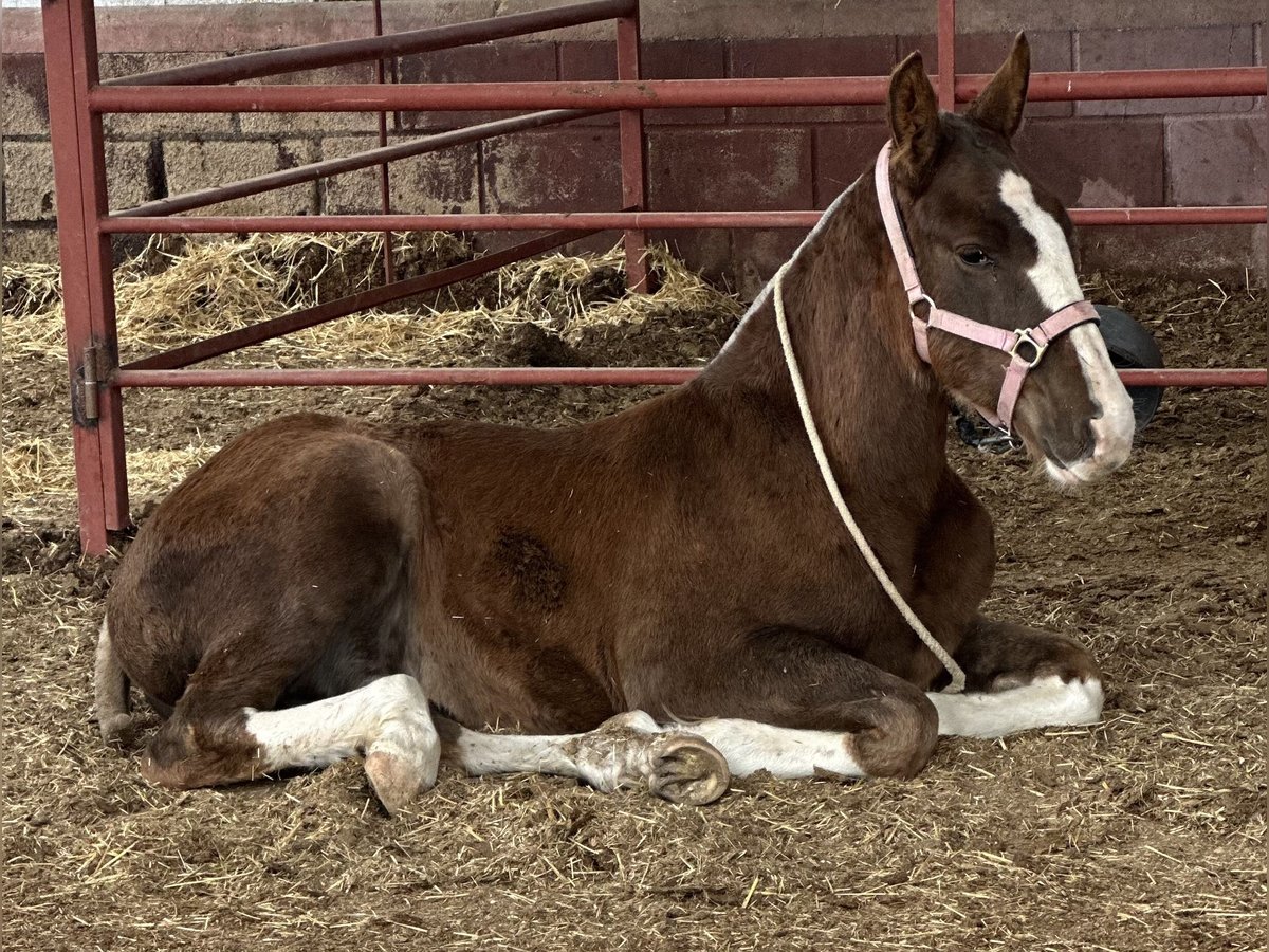 Andalusier Hingst Föl (06/2024) 140 cm fux in Fuenlabrada